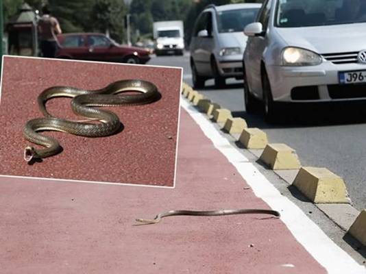 HAOS U CENTRU SARAJEVA: Zmija izašla na ulicu