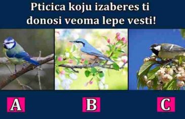 PTIČICA koju izaberes ti donosi veoma LIJEPE VIJESTI